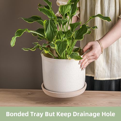 8 Inch Ceramic Planter with Drainage Hole & Bonded Saucer - Image 3