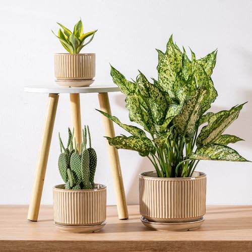 SURE YUESI Ceramic Plant Pots Set of 3, Indoor Outdoor Planters with Drainage Hole and Saucer, Ceramic Flower Pots for Indoor Plants, 4.3+5.5+6.8 Inch, Home, Garden, Patio and Office, Glossy Beige - Image 6