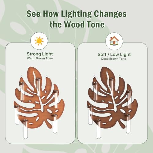 2 Pack Monstera Hanging Wall Planter, Plant Propagation Station - Image 6