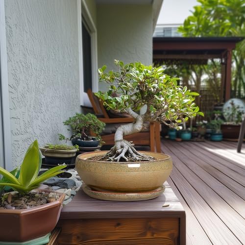SQOWL Bonsai Planter, 10 Inch Ceramic Succulent Pots with Saucer, Brown - Image 3