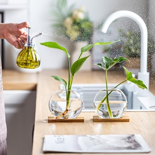 Glass Planter Propagation Station with Wooden Base - Clear Oblate Hydroponic Vase, Decorative Desktop Flower Vase for Home, Office, Windowsill - Gift for Plant Lovers (2) - Image 6