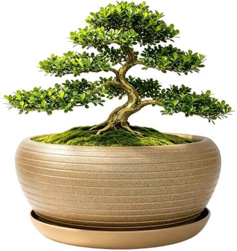 MUZHI 9.5” Round Large Ceramic Bonsai Bowl Planter，Clay Succulent Plant Pot Container with Saucer (9.5”) by MUZHI