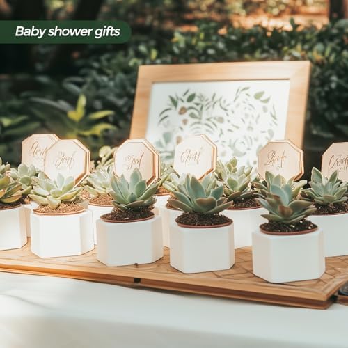 T4U Small Succulent Pots 12 Pack, Mini Flower Planters with Drainage White - Image 6