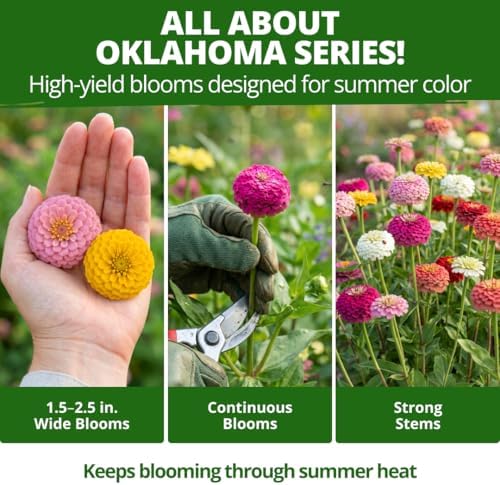 HOME GROWN Zinnia Seeds, Oklahoma, 50 Seeds, Zinnia elegans - Image 5