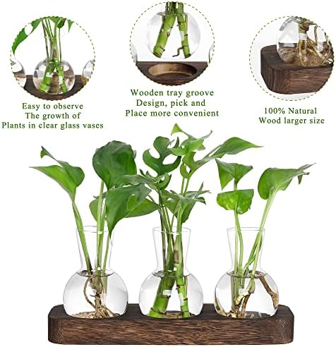 YIBOT Plant Propagation Station, Desktop Glass 3 Bulb Vase Brown Wood Tray - Image 2