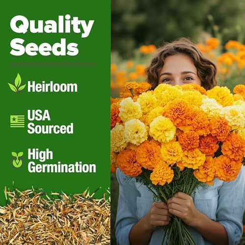 HOME GROWN Crackerjack African Marigold Seeds, 5,600+ Seeds, Tagetes erecta - Image 2