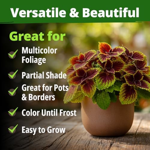 HOME GROWN Rainbow Coleus 900 Flower Seeds Plectranthus scutellarioides - Image 6