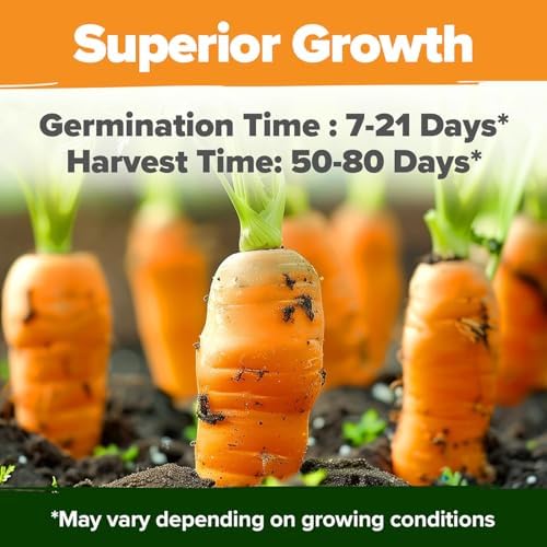 HOME GROWN 10 Rainbow Carrot Variety Mix 3350+ Seeds Daucus carota - Image 5