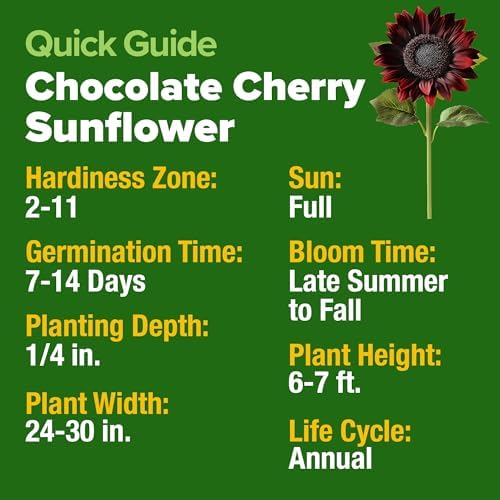 HOME GROWN Chocolate Cherry Sunflower Seeds, 75 Seeds, Helianthus annuus - Image 3