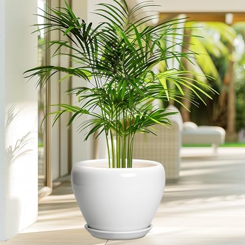 Ceramicfor Ceramic Pot for Plants, 8 Inch Planter, Glossy White - Image 4