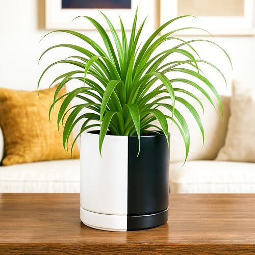D'vine Dev 6.5 Inch Ceramic Planter Pot, Black White Split, 94-O-C-0 - Image 6