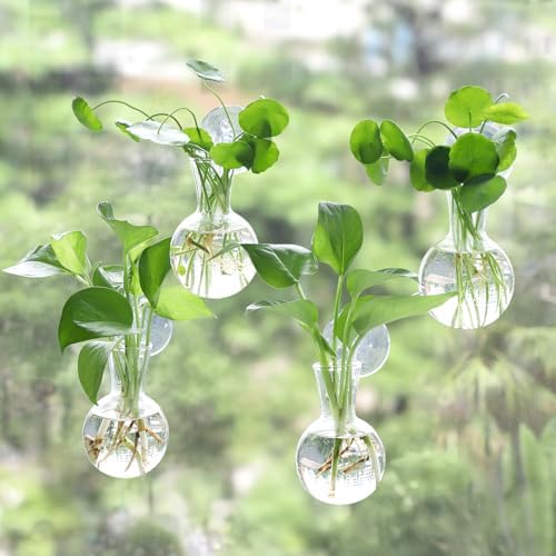 Bunmery 4 pcs Window Propagation Stations, Easy to Install Plant Propagation Bulbs with Suckion Cups, No Nails Wall Hanging Planter Propagation Station, Glass Plant Terrarium Vase by Unknown