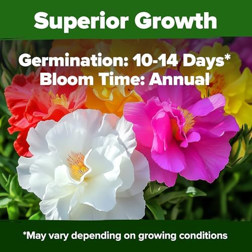 HOME GROWN Moss Rose Portulaca Seeds, 23,500+ Seeds, Portulaca grandiflora - Image 5