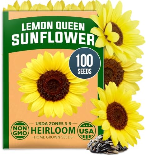 HOME GROWN Lemon Queen Sunflower Seeds, 100 Seeds, Helianthus annuus by HOMEGROWN