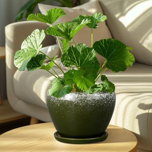 Ceramicfor 8 Inch Plant Pot - Ceramic Planter with Drainage, Dark Green - Image 2