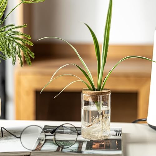 Separated Desktop Glass Flower Vases with Wooden Saucers - Ideal Plants Propagation Stations for Living Room, Bedroom Decoration,Home Decor (9) - Image 4