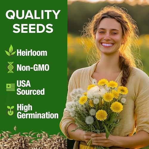 HOME GROWN Dandelion Seeds, 600 Seeds, 0.3 g, Taraxacum officinale - Image 2
