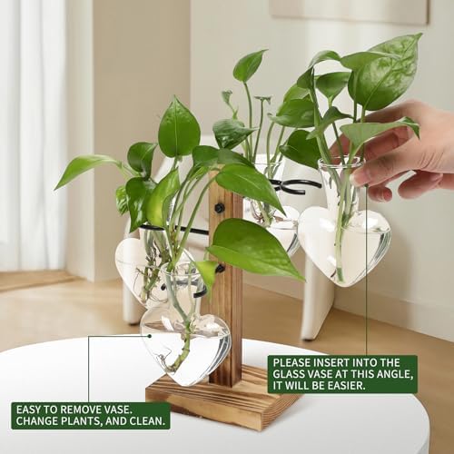 Plant Terrarium Propagation Stations with Wooden Stand - Image 3