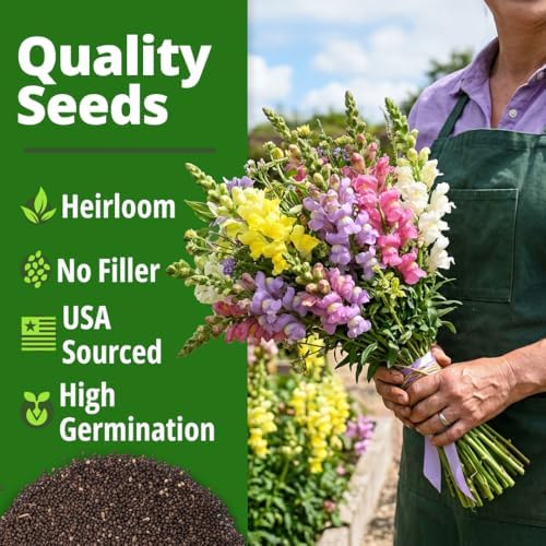 HOME GROWN Northern Lights Snapdragon 10,000 Flower Seeds Antirrhinum majus - Image 6