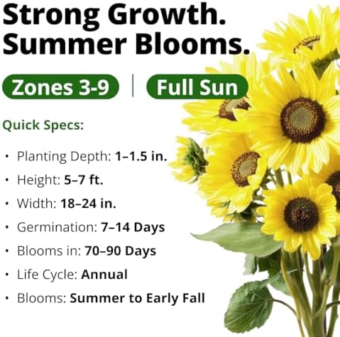 HOME GROWN Lemon Queen Sunflower Seeds, 100 Seeds, Helianthus annuus - Image 3