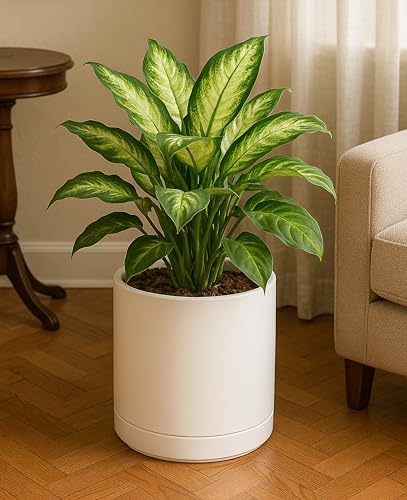 D'vine Dev 10 Inch Ceramic Planter Pot, Oatmeal, 94-O-E-8 - Image 5