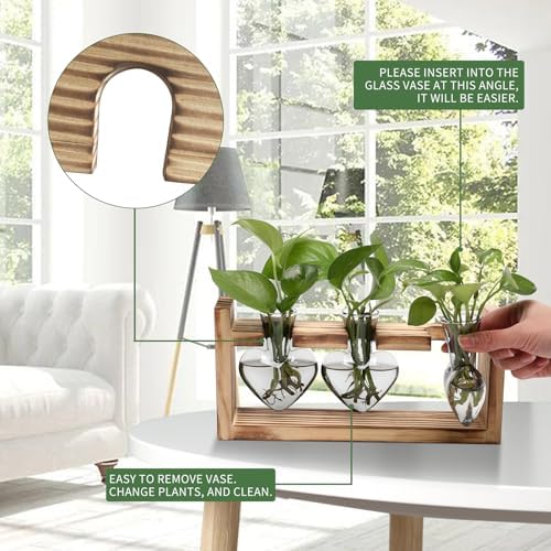 Plant Terrarium Propagation Stations Hydroponics - Image 2