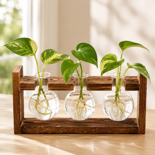 Glass Plant Propagation Station, 3 Glass Bulb Vases by Unknown