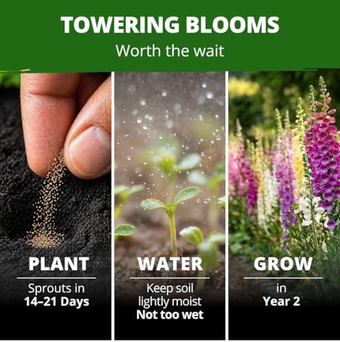 HOME GROWN Foxglove Excelsior Mix 8000 Flower Seeds Digitalis purpurea - Image 4