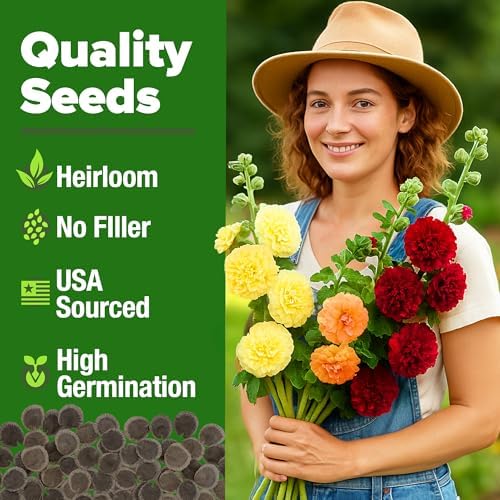 HOME GROWN Hollyhock Seeds, Summer Carnival Mix, 1,000 Seeds, Alcea rosea - Image 4