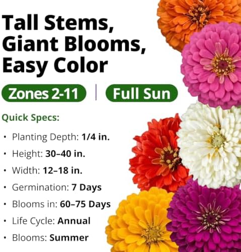 HOME GROWN State Fair Zinnia 300 Flower Seeds Zinnia elegans - Image 3