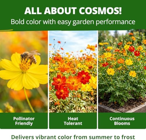 HOME GROWN Cosmos Bright Lights Mix 400 Flower Seeds Cosmos sulphureus - Image 5