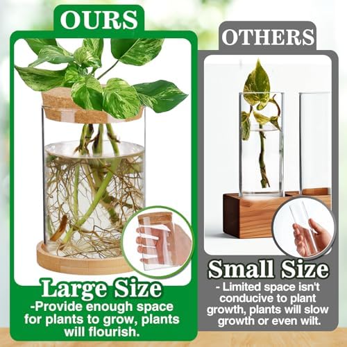 Biggun 2 Pcs Glass Plants Propagation Stations for Home Office Decor - Image 2