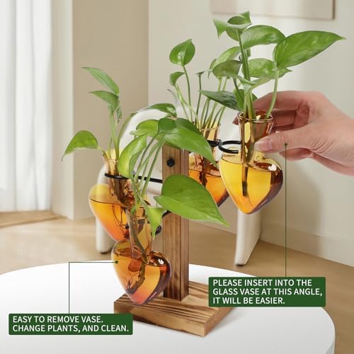 Plant Terrarium Propagation Stations with Wooden Stand - Image 3