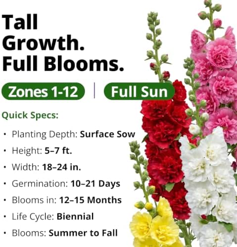 HOME GROWN Hollyhock Summer Carnival Mix 3000 Flower Seeds Alcea rosea - Image 3