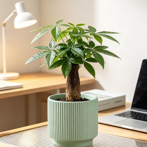 Ceramic Pots 5.1 Inch Fluted Green Ceramic Planters Round Flower Pots with Drainage Hole for Desk Modern Office Living Room Table Shelf Home Indoor Outdoor Decor (Green, Medium) by Unknown