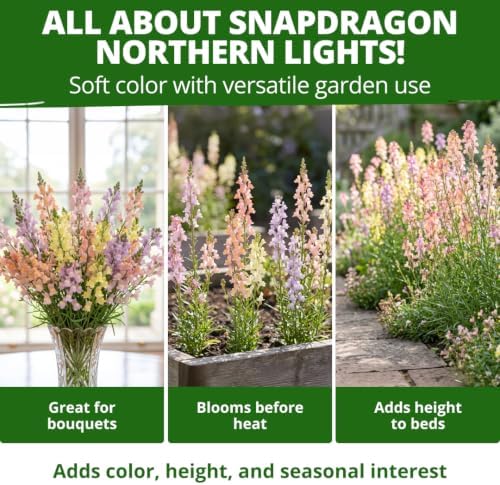 HOME GROWN Northern Lights Snapdragon 6000 Flower Seeds Antirrhinum majus - Image 5