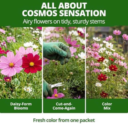 HOME GROWN Sensation Dwarf Mix 600 Cosmos Flower Seeds Cosmos bipinnatus - Image 2