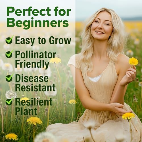HOME GROWN Dandelion Seeds, 600 Seeds, 0.3 g, Taraxacum officinale - Image 4
