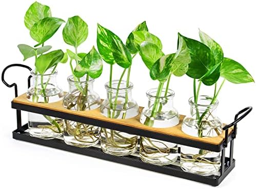 Plant Propagation Station with 5 Glass Jars, Retro Hydroponic Planter Vase by THYGIFTREE