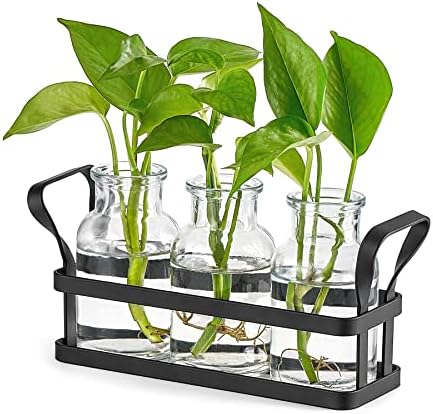 Mkono Propagation Stations, 3 Jars Desktop Glass Plant Terrarium with Stand by Mkono