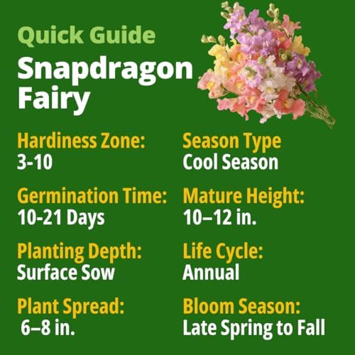 HOME GROWN Fairy Snapdragon 10,000 Flower Seeds Antirrhinum majus - Image 2