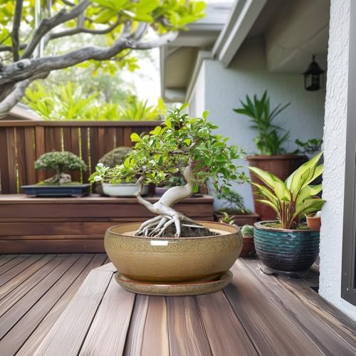 SQOWL Ceramic Bonsai Pots, 12 Inch Succulent Pots with Saucer, Brown - Image 3