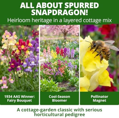 HOME GROWN Fairy & Northern Lights 6000 Snapdragon Seeds Linaria maroccana - Image 2