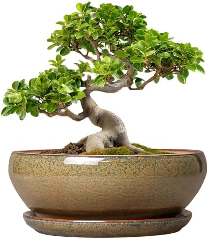 SQOWL Bonsai Planter, 10 Inch Ceramic Succulent Pots with Saucer, Brown by SQOWL