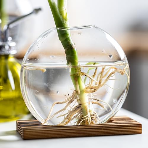 Glass Planter Propagation Station with Wooden Base - Clear Oblate Hydroponic Vase, Decorative Desktop Flower Vase for Home, Office, Windowsill - Gift for Plant Lovers (4) - Image 7