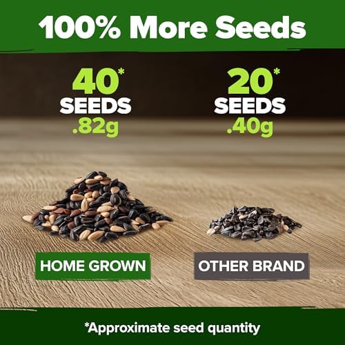 HOME GROWN Autumn Beauty Sunflower Seeds, 40 Seeds, Helianthus annuus - Image 3