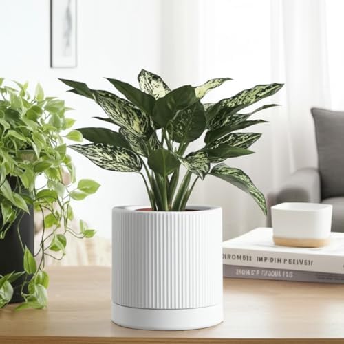 HERDUK 6 Inch Ceramic Plant Pot with Drainage & Saucer - Indoor Planter for Succulents, Cacti & Aloe Vera - Striped Design, High-Temp Fired Clay, Lightweight Modern Decor White - Image 3