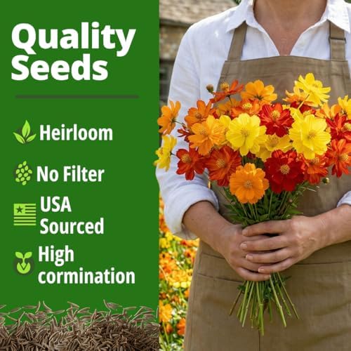 HOME GROWN Cosmos Bright Lights Mix 5000 Flower Seeds Cosmos sulphureus - Image 5