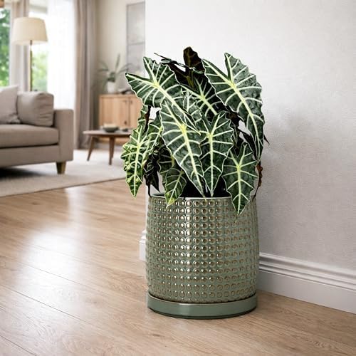 D'vine Dev Beaded Ceramic Pot with Saucer, 10 in, Olive, 27-C-P-0 - Image 5