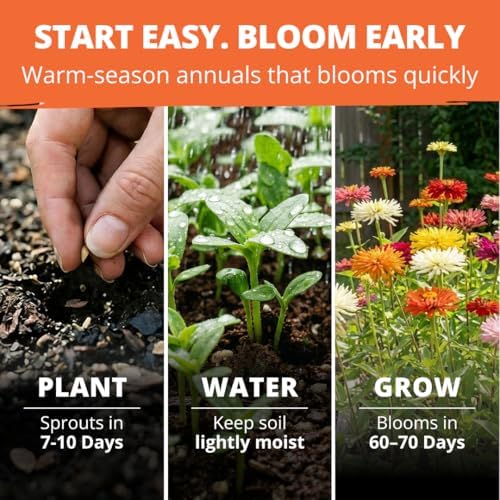 HOME GROWN Zinnia Cactus Mix 2000 Flower Seeds Zinnia elegans - Image 2